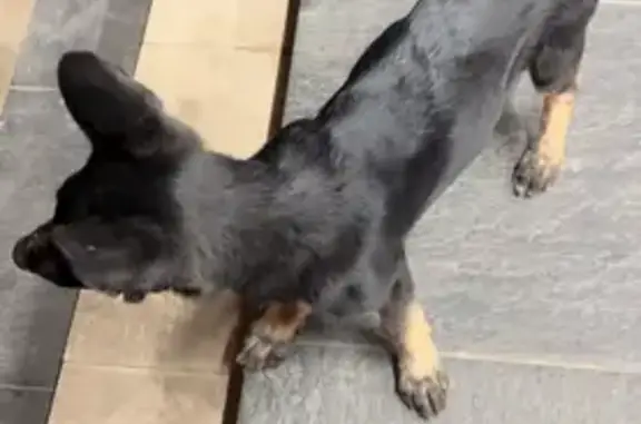 Найден щенок, Ново-Садовая 305А, Самара