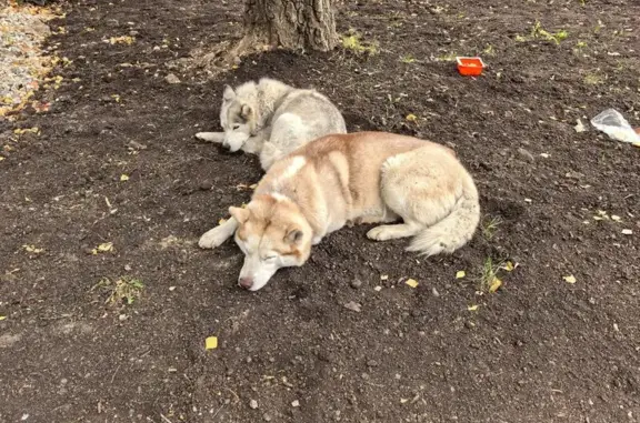 Найдена собака, Молодежный, фото: Найдена собака, Венёвское шоссе 16