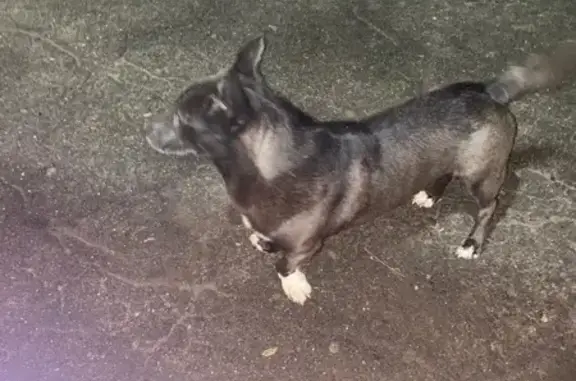 Найдена собака, Кострома, фото: Найдена собака на Катинской 6/2, Кострома