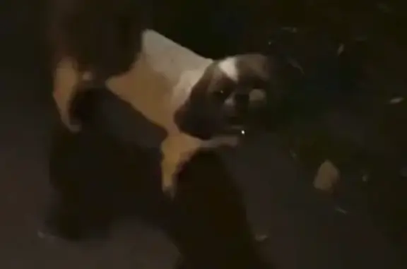 Собаки на Наримановской улице, Москва