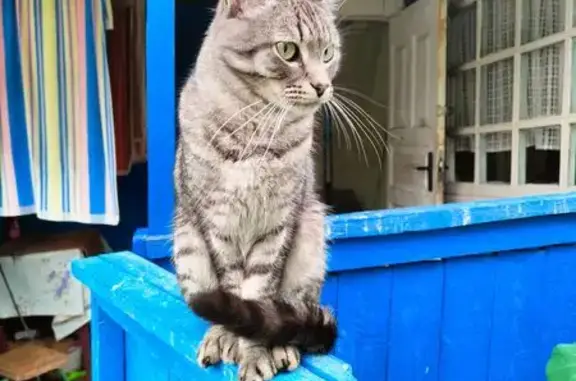 Найдена кошка, Смоленск, фото: Кошка найдена в СНТ Архитектор, Смоленск