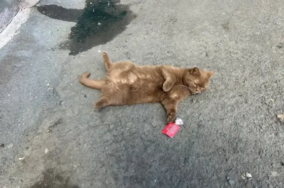 Кошка найдена у пр. Чехова, 107, Ростов-на-Дону