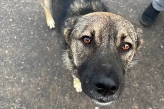 Найдена собака, Тверская область, фото: Собака найдена у 