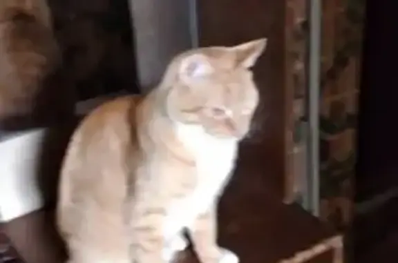 Кошки потеряшки, Брест, фото: Потеряшка кошка, Дубровская ул. 29, Брест