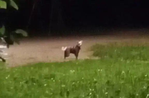 Собака найдена: Пражская ул., 22, СПб