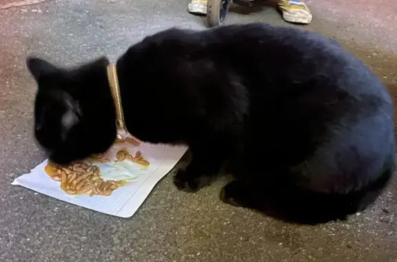 Найдена черная кошка, ул. Рубинштейна, СПб