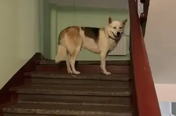 Собака найдена: 14-я Парковая, 3А, Москва