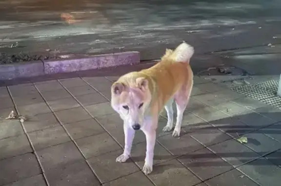 Сиба-ину найдена: Ставропольская, 80