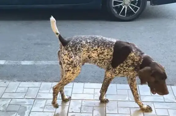 Найдена собака, , фото: Собака найдена в Агое, Центральная 10Г