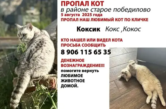 Пропала кошка, Казань, Татарстан