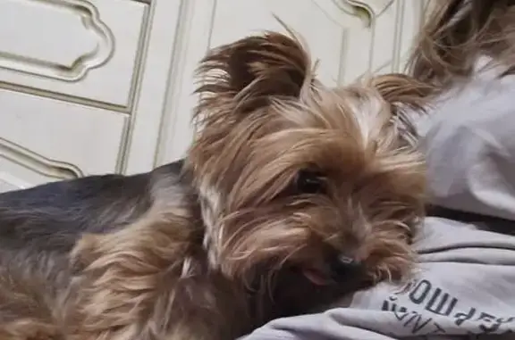 Найдена собака, Воронеж, фото: Йорк найден на ул. Багратиона, Воронеж