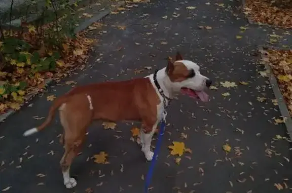 Собака найдена: ул. Блюхера, 14, Челябинск