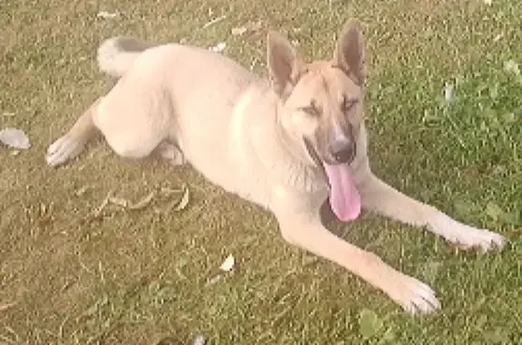 Собака найдена: о. П 3293км, Коченево