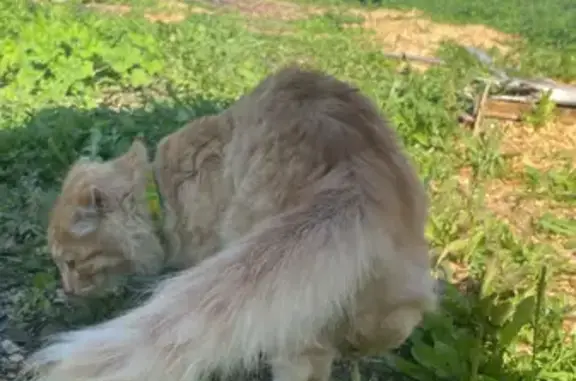 Пропала кошка на Советской улице, Калинино