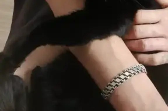 Пропала чёрная кошка, Полевая 14, Бугры