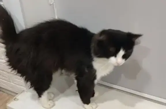 Найдена кошка, Саранск, фото: Кошка найдена на Коваленко, 2, Саранск