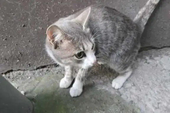 Найдена молодая кошка, Карла Маркса 129