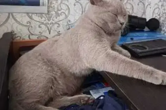 Найдена кошка, Кемерово, фото: Пропал серый котёнок, Суворова 7, Кемерово