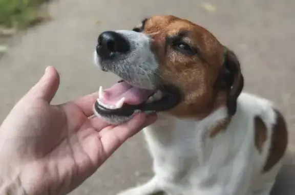 Пропала собака, ул. Воронова, Красноярск