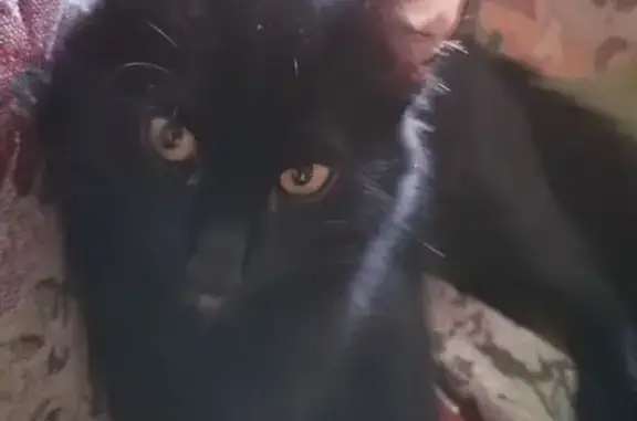 Пропал кот в районе Красноармейская 110