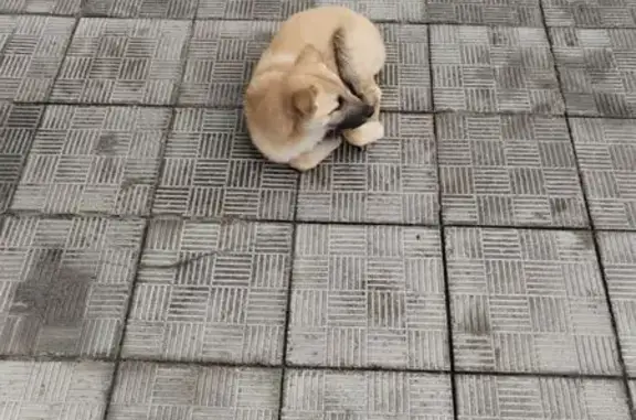 Собака найдена у школы, ул. Пушкина, Томск