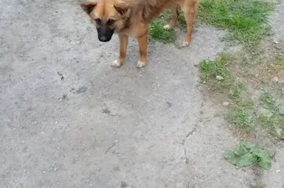 Найдена собака, Белгородская область, фото: Собака найдена: Белгородская обл.