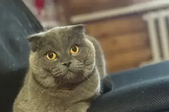 Пропала кошка, ул. Макаренко, 4, Якутск