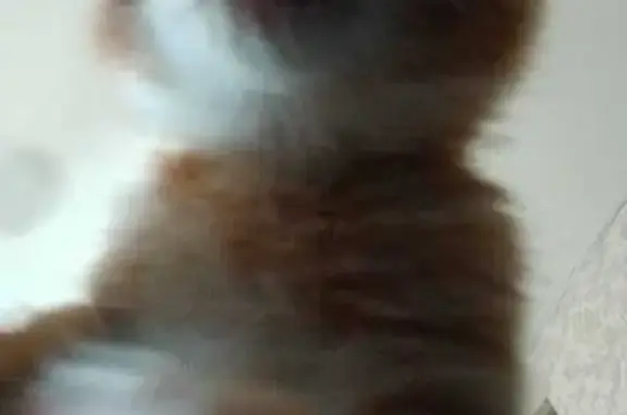 Кошки потеряшки, Владивосток, фото: Потеряшка кошка, ул. Кирова, 17, Владивосток