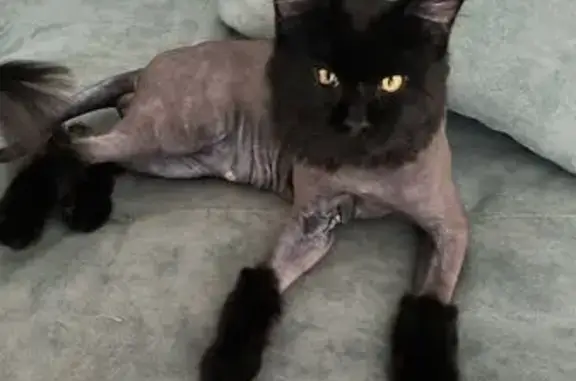 Пропала кошка, Красноярский с/с, Башкортостан