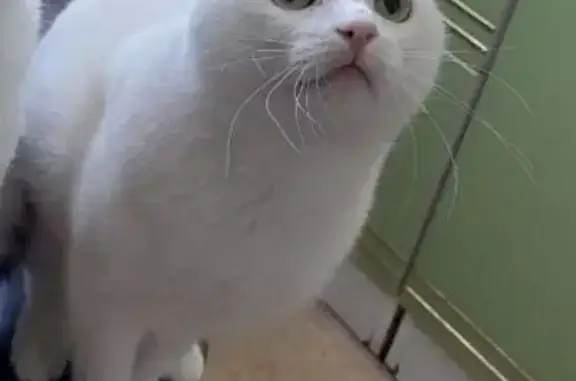 Кошки потеряшки, Иркутск, фото: Потеряшка кошка, Байкальская 314, Иркутск