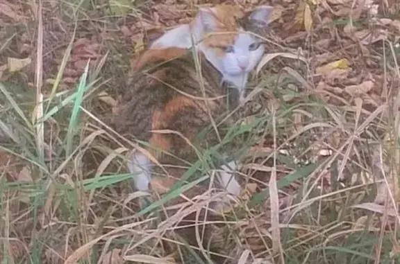 Найдена кошка, Иркутск, фото: Кошка найдена: Старо-Кузьмихинская, 6