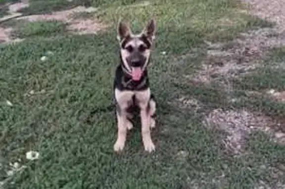 Пропала собака, Степная ул., Черногорск