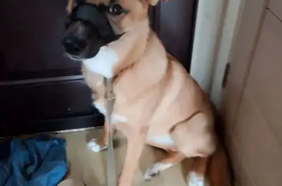 Собаки потеряшки, Санкт-Петербург, фото: Потеряшка собака на ул. Олеко Дундича, СПб