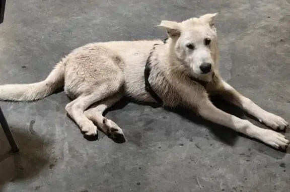 Найдена собака, Восточное шоссе 39/3