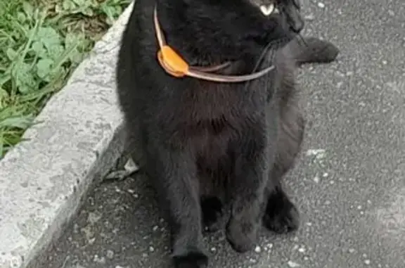 Кошка найдена: Октябрьская 52, Домодедово