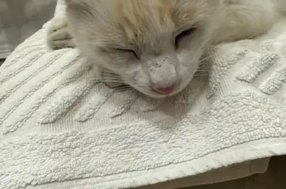 Найдена кошка, , фото: Найдена кошка, ул. Рыбалко, Поповка