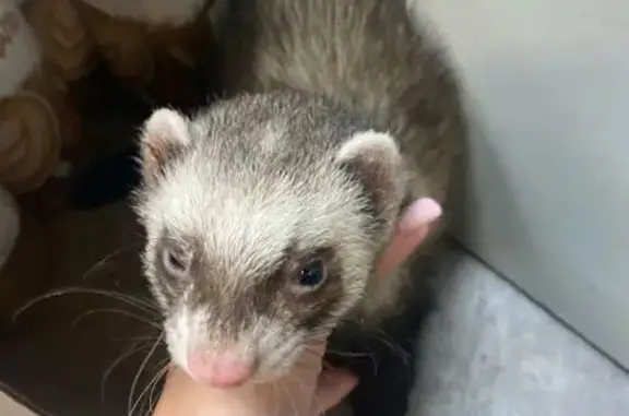 Хорек найден, ул. Зорге 33, Ро...