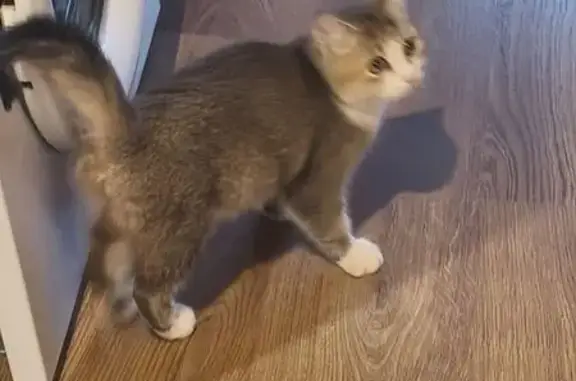 Найдена кошка, , фото: Котенок найден на Пр. Строителей, 146