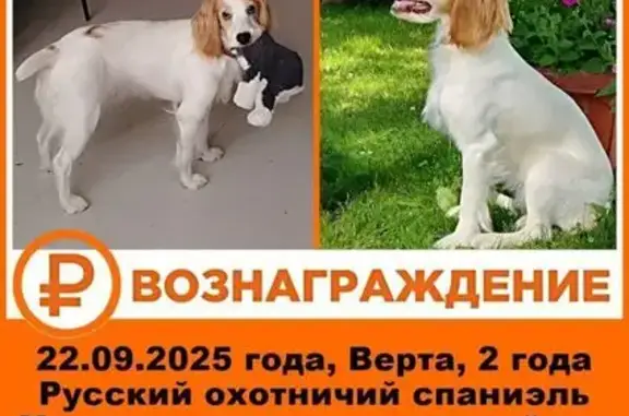 Собаки потеряшки, Московская область, фото: Потеряшка собака в Зенькино, МО