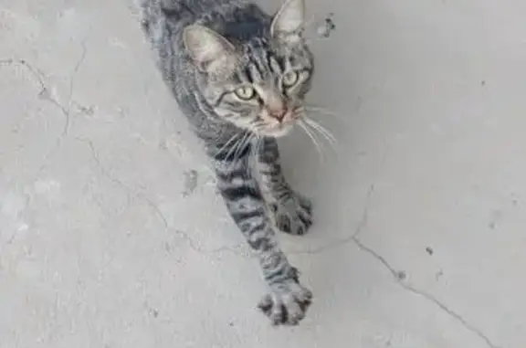 Найдена кошка, Волгоград, фото: Кошка найдена: Родниковая ул, 18, Волгоград