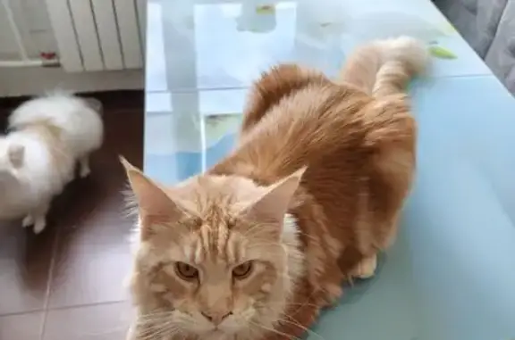 Пропал мейн-кун на Успенском, 58