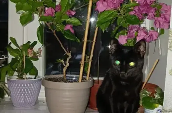 Пропала кошка, ул. Р. Люксембург, Полевской