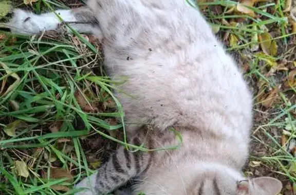 Найдена кошка, Ангарск, фото: Кот найден в 55 квартале, дом 33, Ангарск