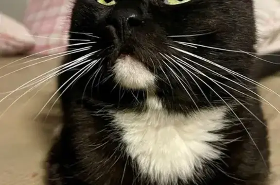 Чёрный кот найден, Тула, Тульская обл.