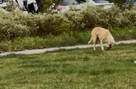 Собака найдена на Озёрной ул., 44, Москва