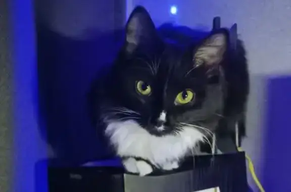 Кошки потеряшки, Жуковский, фото: Потеряшка кошка, ул. Гагарина 53, Жуковский