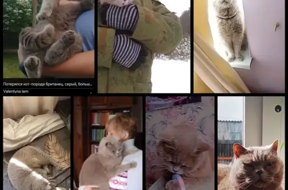 Пропала кошка, 2-я Акварельная, Ростов-на-Дону