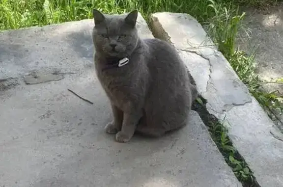 Пропала кошка, ул. Интернационала, Кыштым