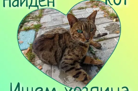 Кошка найдена на Беговой, 33, Кострома