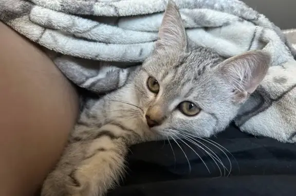 Кошки потеряшки, Уфа, фото: Потеряшка котёнок, Уфа, Первомайская 26